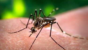 Opasnost od od skrieni komarci i vo zima
