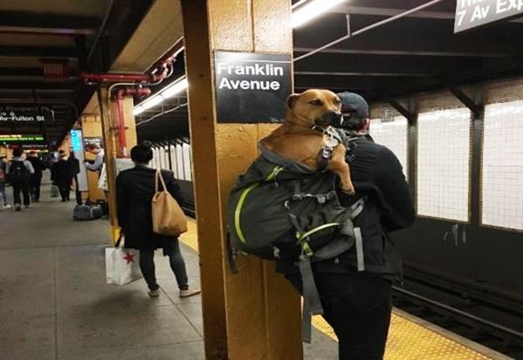 Zabrana za kuchinjata vo   njujorshkoto metro