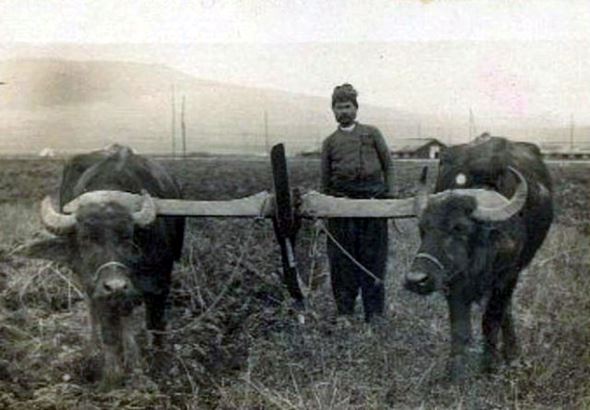 Traktorite gi zamenija bivolite i volovite